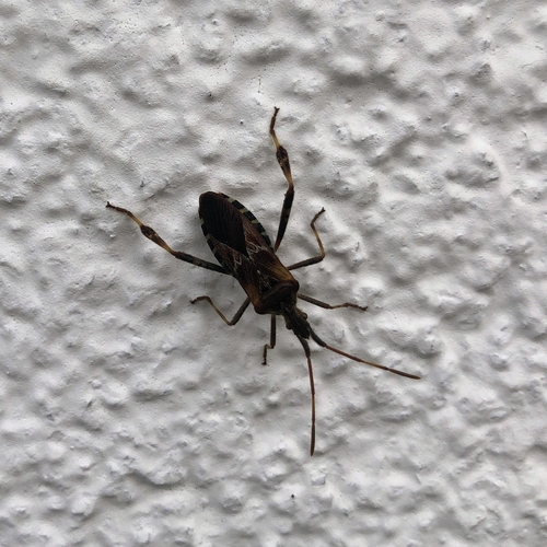 Western Conifer Seed Bug