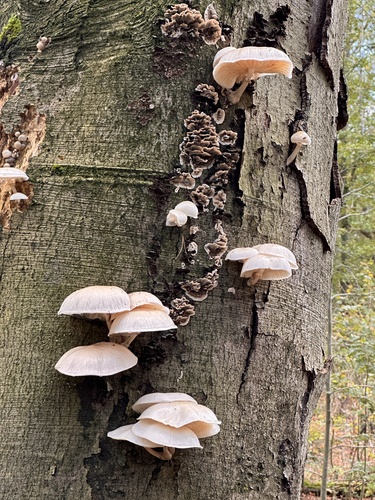 porcelain mushroom