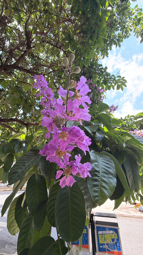 Lagerstroemia speciosa observed 2026-10-17