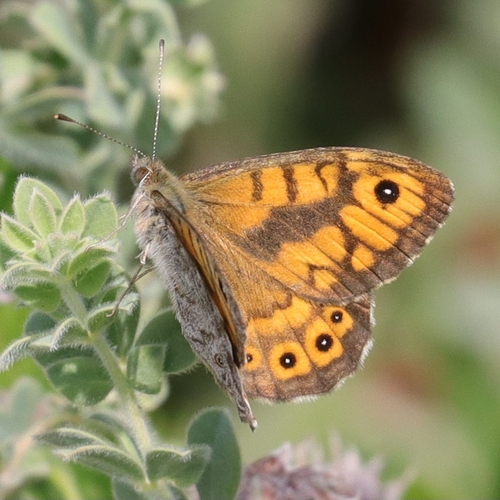 Wall Brown