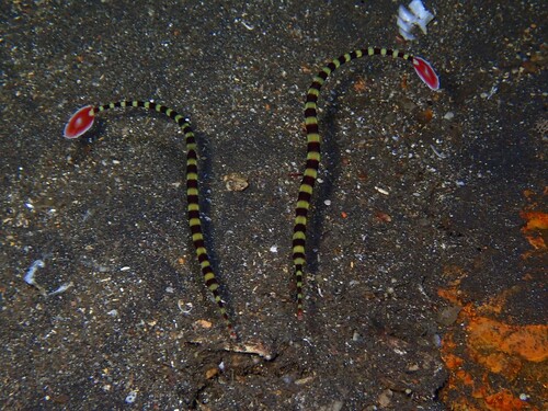 Dunckerocampus dactyliophorus observed 2026-10-17