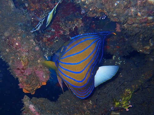 Pomacanthus annularis observed 2026-10-17