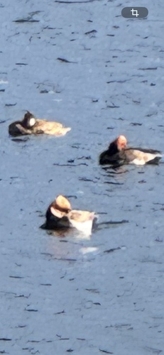 Red-crested Pochard