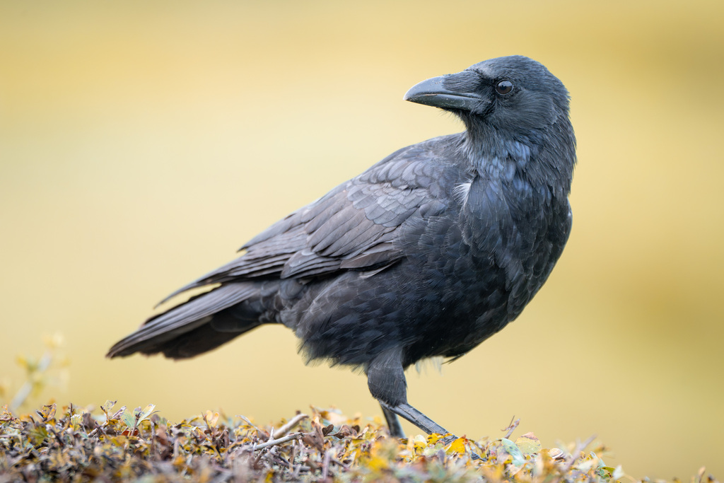 Carrion Crow