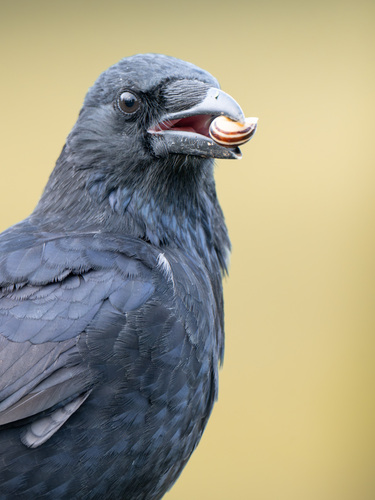 Carrion Crow, photo 5 of 10