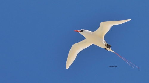 Phaethon rubricauda observed 2026-10-11