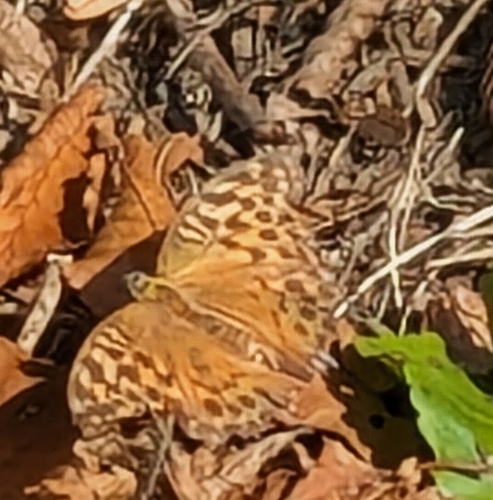 Silver-washed Fritillary