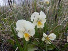 Viola altaica