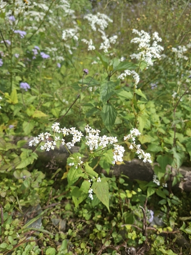 Fagopyrum cymosum, 2026-10-17