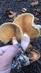 Gymnopilus luteofolius