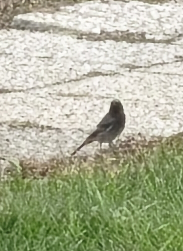 Black Redstart