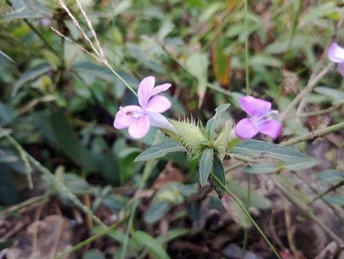 Barleria cristata observed 2026-10-17