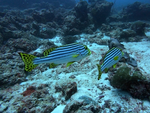 Plectorhinchus vittatus observed 2026-10-17