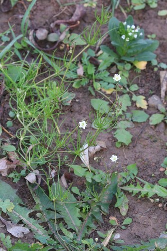Spergula arvensis observed 2026-10-17