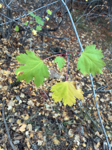 Acer glabrum observed 2026-10-17