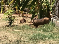 Phacochoerus africanus