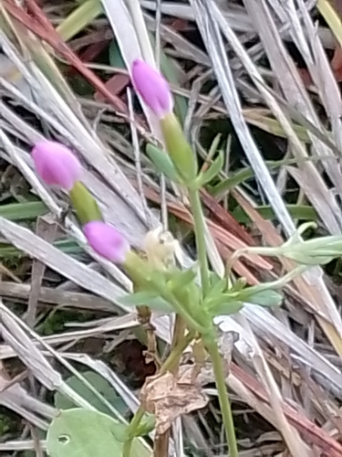 Centaurium erythraea observed 2026-10-17