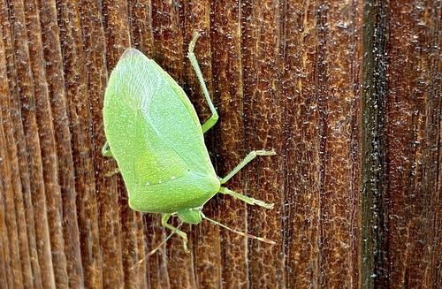 Southern Green Stink Bug