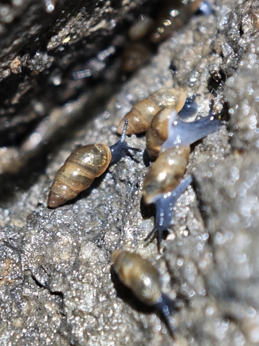 Cochlicopa lubrica observed 2026-10-17