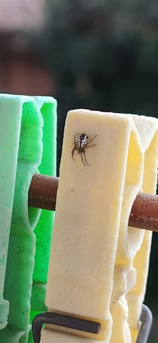 Cricket-bat Orbweaver