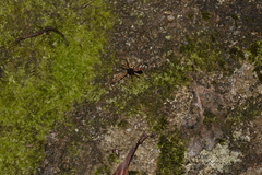 Leptomyrmex nigriventris