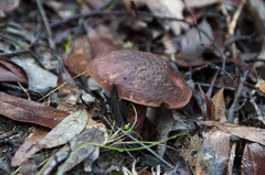 Boletus barragensis
