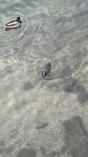 Common Coot