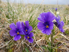 Viola altaica