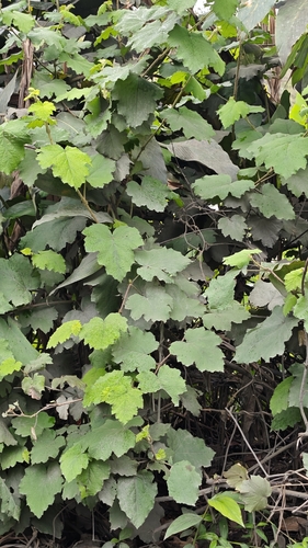 Rubus alceifolius observed 2026-10-17
