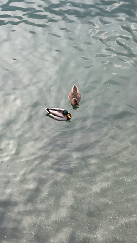 Mallard