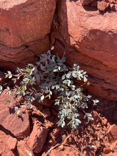 Euphorbia fendleri, 2026-10-15