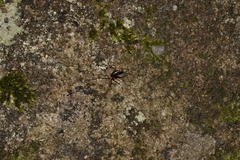 Leptomyrmex nigriventris