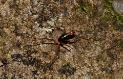 Leptomyrmex nigriventris