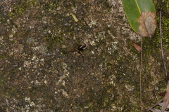 Leptomyrmex nigriventris