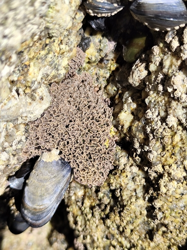Lithophyllum observed 2026-10-17
