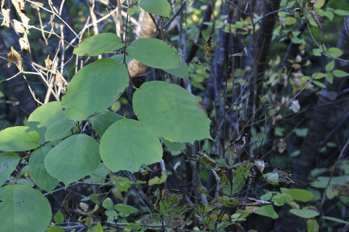 Styrax obassia observed 2026-10-02