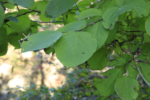 Styrax obassia observed 2026-10-02