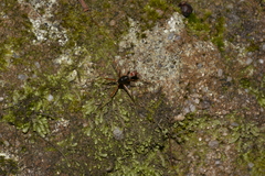 Leptomyrmex nigriventris