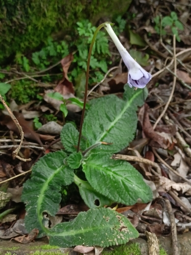 Didymocarpus observed 2026-10-17