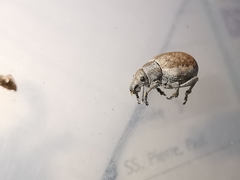 Philopedon plagiatum