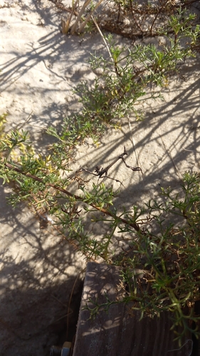 Mediterranean Conehead Mantis