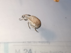 Philopedon plagiatum