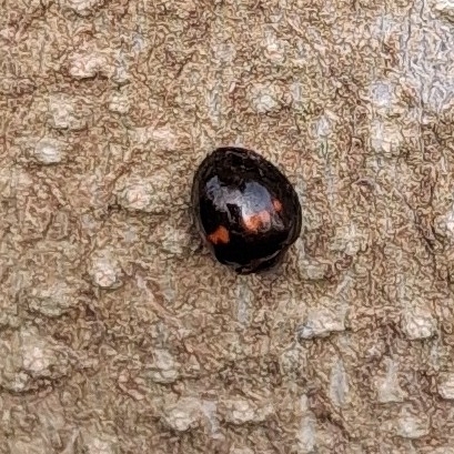 Heather Ladybird