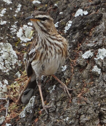 iNaturalist image