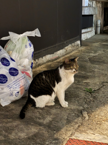 Domestic Cat