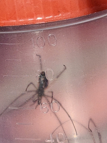 Tetragnatha nitens