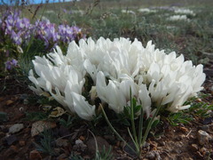 Astragalus brevifolius