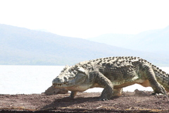 Crocodylus niloticus