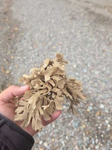 Bryozoa observed 2026-10-16