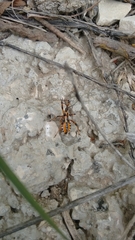 Rhynocoris punctiventris